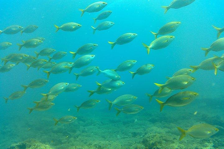 Snorkeling em Gran Canaria com embarque no hotel