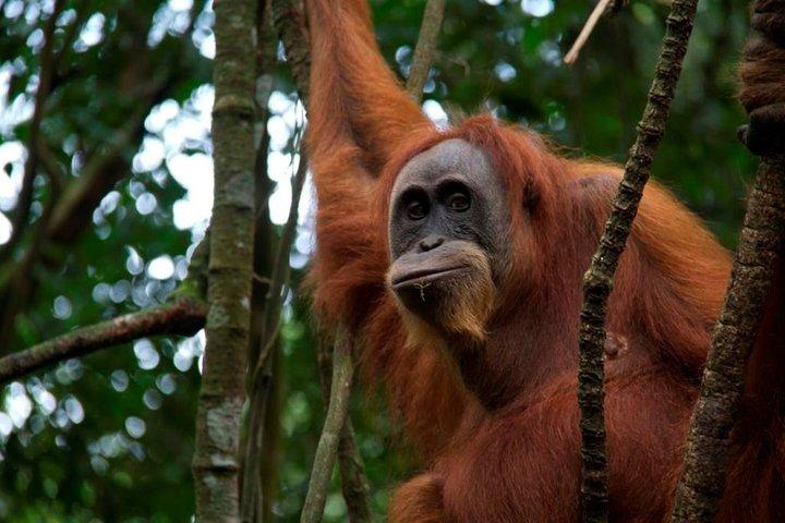 1 - Dagstur i junglen til Bukit Lawang National Park