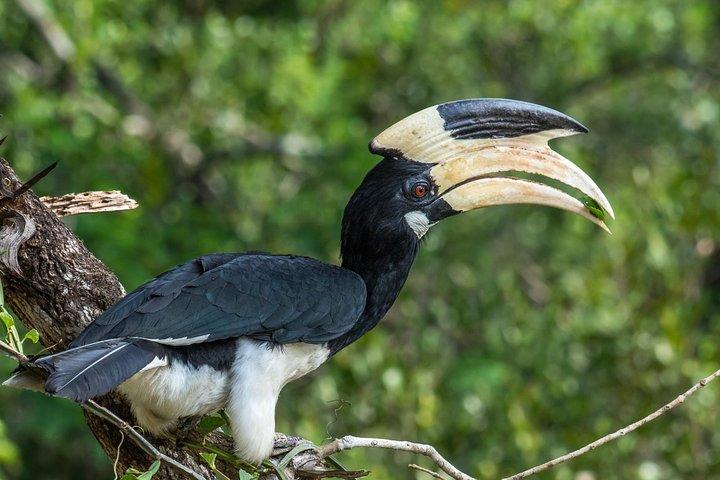 Excursion d'une journée dans le parc national Wilpattu au départ de Negombo