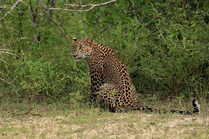 Excursion d'une journée dans le parc national Wilpattu au départ de Negombo
