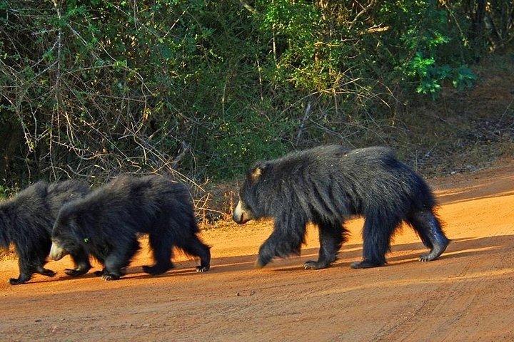 Yala Ganztagestour und Safari von Colombo oder Negombo
