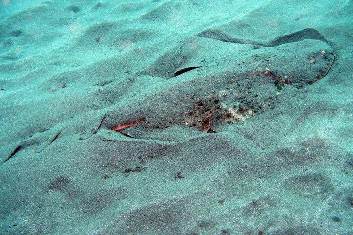Pacchetto 2 immersioni per subacquei qualificati a Gran Canaria