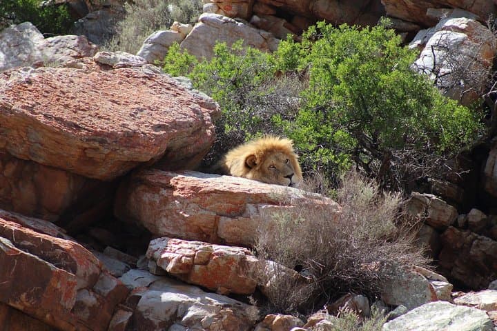 Big 5 African Safari near Cape Town
