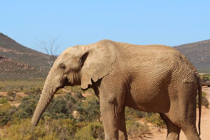 Big 5 African Safari near Cape Town
