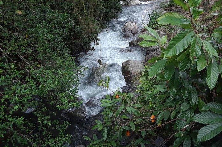 Private Blue Mountain Tour von Ocho Rios