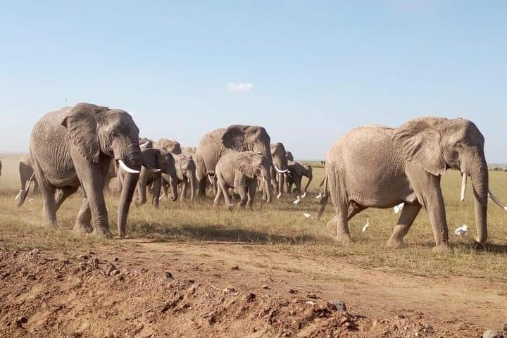 8 Days: Tsavo East National Park Amboseli, Nakuru, Maasai Mara Park