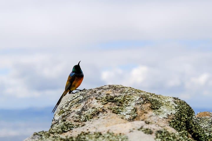 Cape Town Private Birding Tour