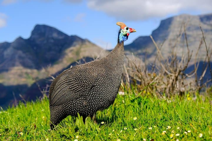Cape Town Private Birding Tour