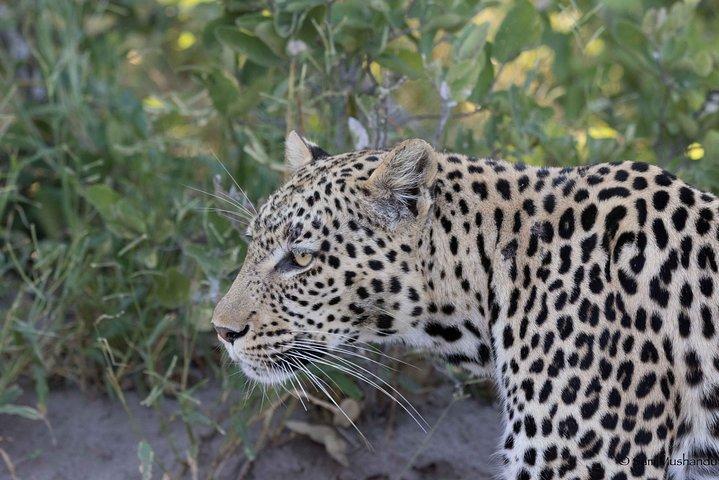 Zambezi National Park Game Drive AM / PM