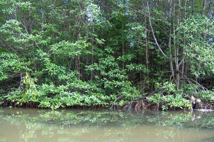 Can Gio Mangrove Reserva da Biosfera 1 dia