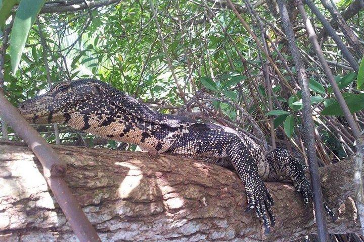 Galle & Bentota River Safari Private Tour from Beruwala Hotels