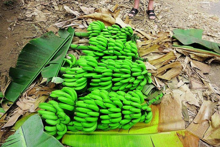 Wie Einheimische: Bananenplantage und Cuscuz mit Einheimischen