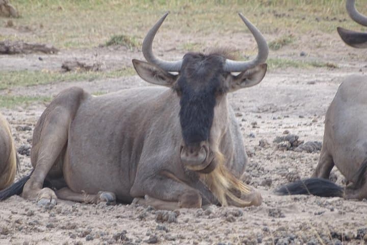 3 Days Safari start in Nairobi - Amboseli - Tsavo West - End in Mombasa