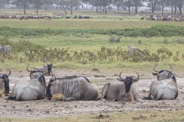 3 Days Safari start in Nairobi - Amboseli - Tsavo West - End in Mombasa