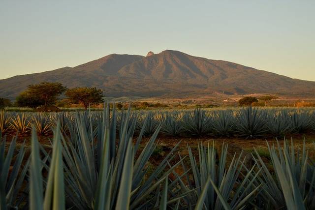 Agave Fields