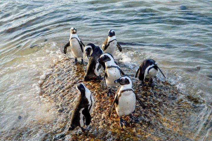 プライベートケープオブグッドホープ観光とアフリカペンギンツアー