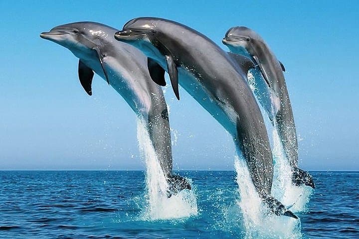 1 Day Wasini Dolphin Tour