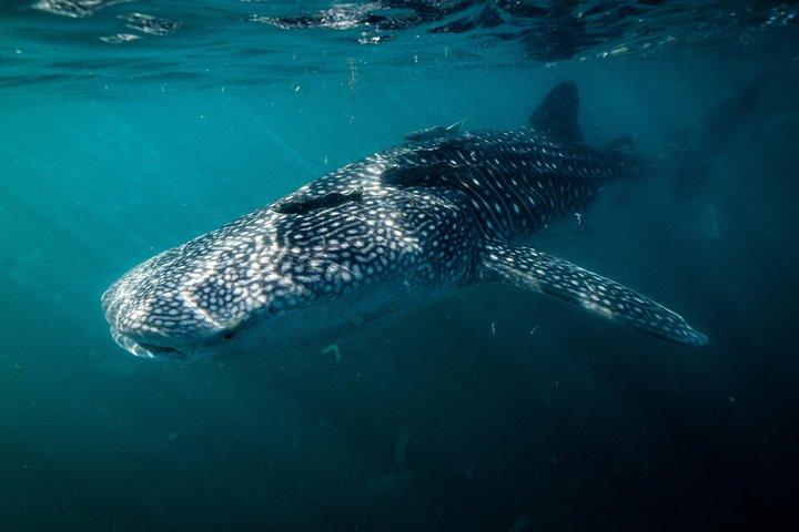 地元の海洋生物学者との少人数グループでのジンベエザメ シュノーケリング ツアー