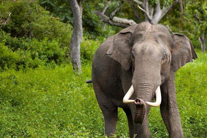 Wilpattu halve dag Safari vanuit Kandy
