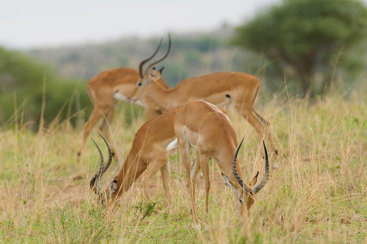 Safari de 3 días en Tanzania: Tarangire y cráter Ngorongoro