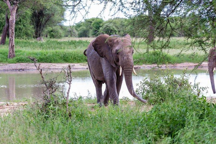 4-daagse Tanzania-safari