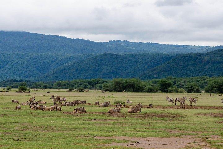 4-daagse Tanzania-safari