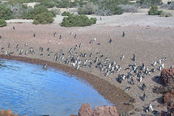 Punta Tombo, Puerto Madryn