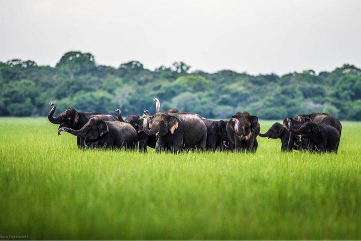 Wilpattu halve dag Safari vanuit Kandy