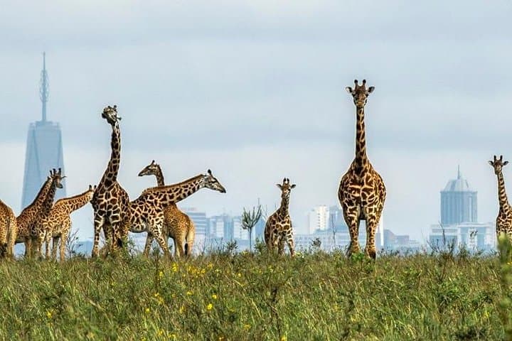 Full Day Tour Nairobi National Park, Elephant Orphanage & Giraffe Center