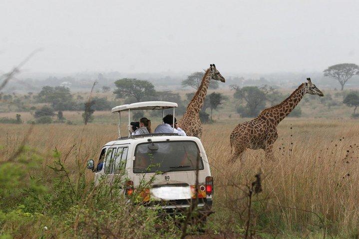 Full Day Tour Nairobi National Park, Elephant Orphanage & Giraffe Center