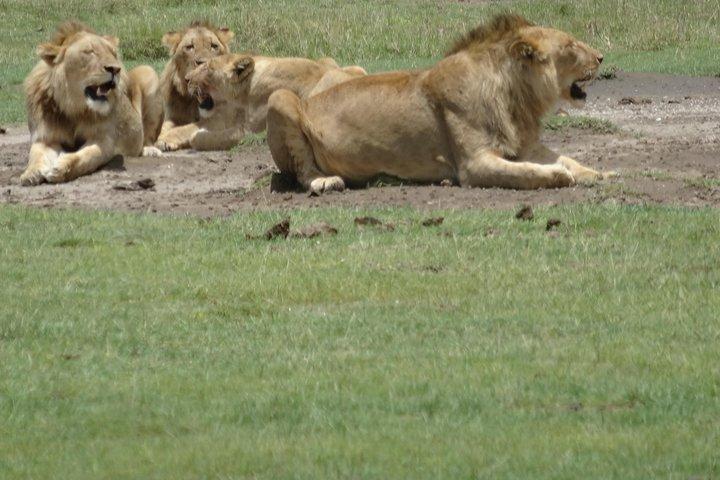 Ngorongoro Crater Day Tour
