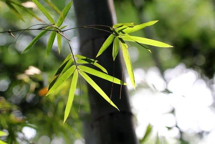Privat to-dages Shu'nan Bamboo Forest med bondegårdsophold