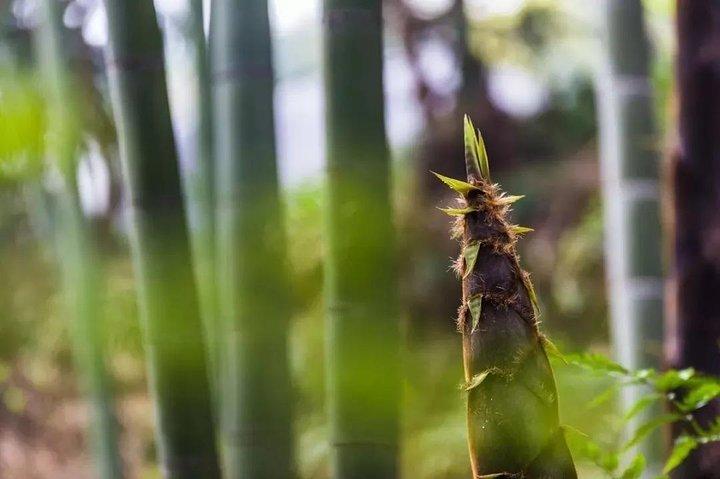 Privat to-dages Shu'nan Bamboo Forest med bondegårdsophold