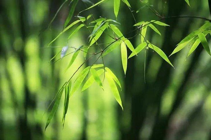 Privat to-dages Shu'nan Bamboo Forest med bondegårdsophold