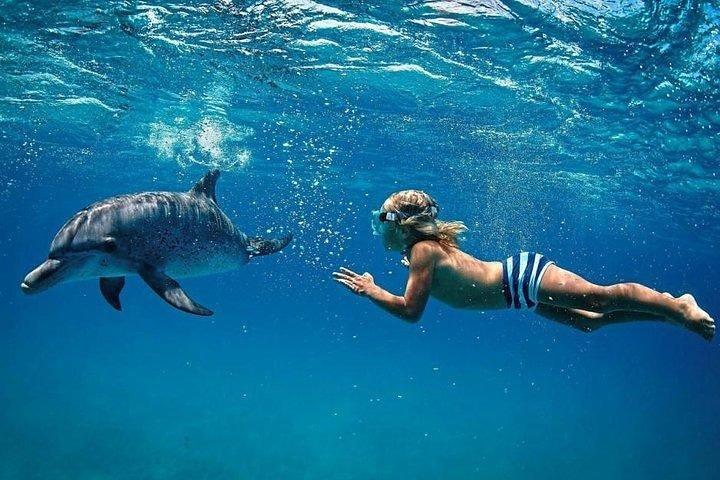 Dolphin Encounters, Ile aux Benitier & Crystal rock: hele dag (lunch en transfer)