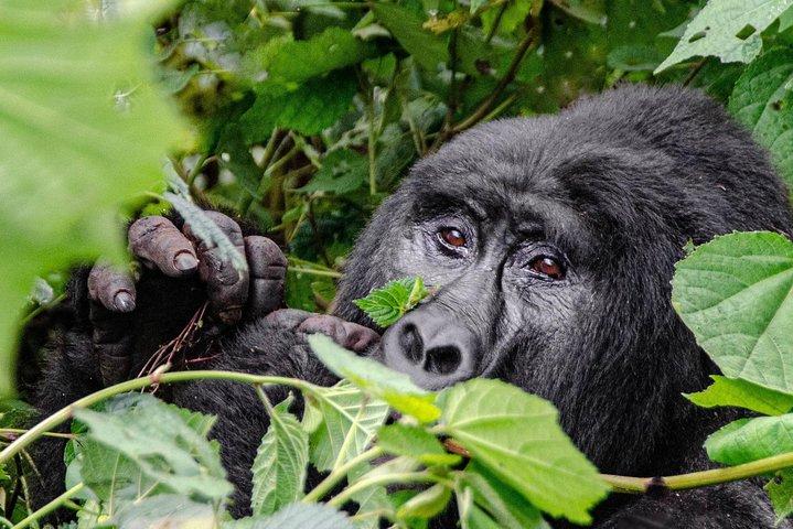 2 dages Gorilla Trekking Rwanda