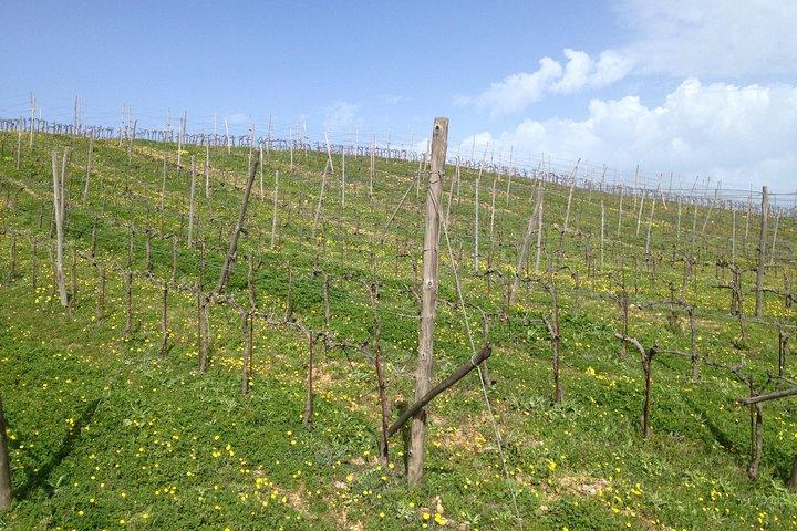Chania Shore Excursion Off Road Vineyard and Winery Tour Half Day