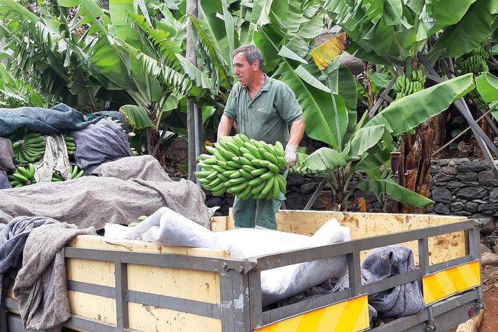 Privat tur til bananerne med bananmuseet