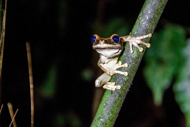 4 dagar Amazonas uppslukande upplevelse i Cuyabeno Reserve