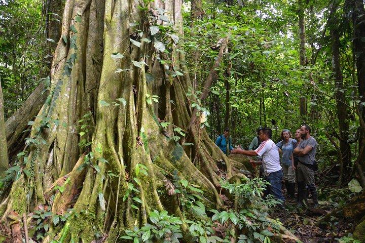4 dagar Amazonas uppslukande upplevelse i Cuyabeno Reserve