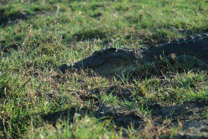 11 Day Private Camping Safari in Botswana with Airport Pickup