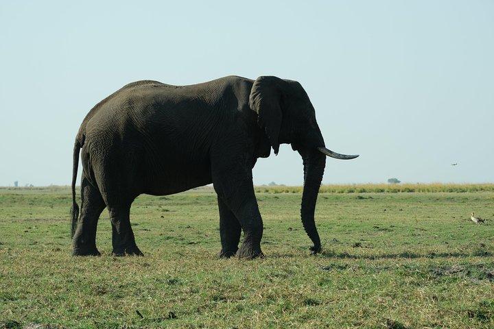 11 Day Private Camping Safari in Botswana with Airport Pickup