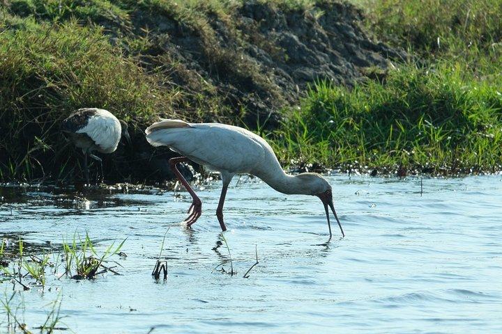 11 Day Private Camping Safari in Botswana with Airport Pickup
