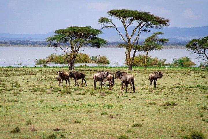 Full-Day Guided Tour to Crescent Island from Nairobi