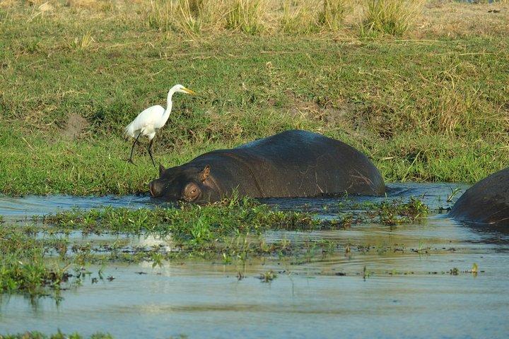 8 dages privat Botswana campingsafari med afhentning i lufthavnen