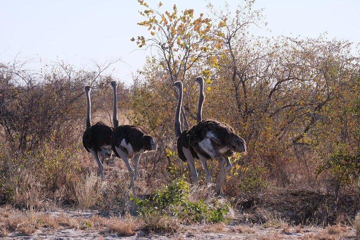 5-dages mobilcampingsafari i Botswana med guide
