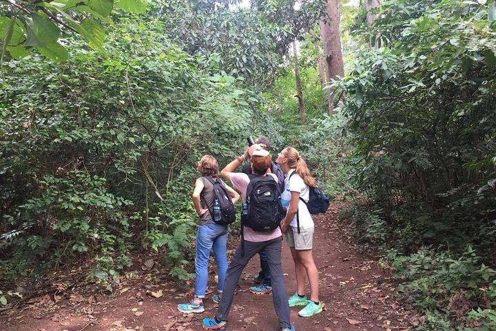 Hele dag Moshi Private Forest Walk en lokale markttour