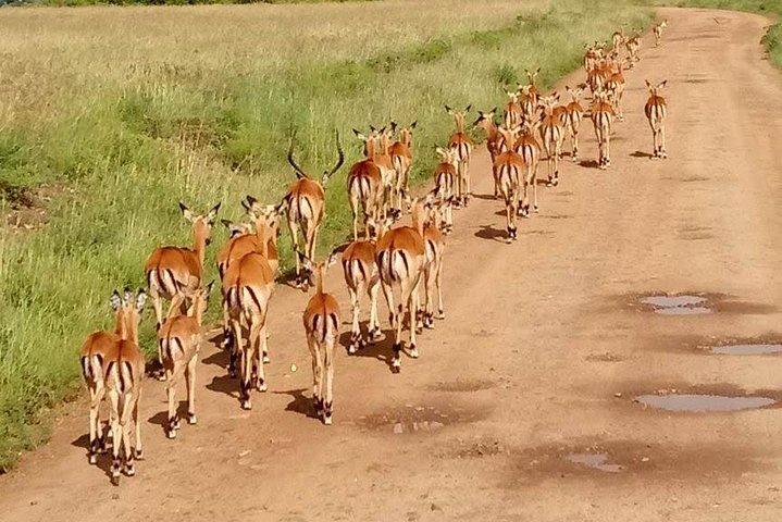 5-Day Crescent Island, Hell'S Gate, Naivasha, Amboseli National Park