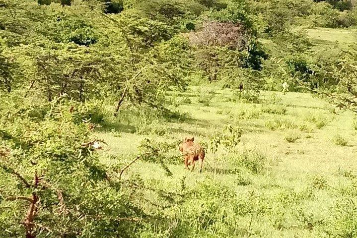 5-Day Crescent Island, Hell'S Gate, Naivasha, Amboseli National Park