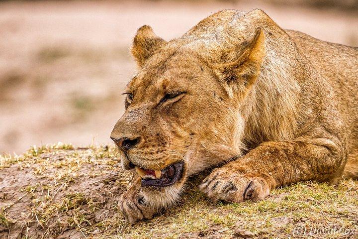 5 días de lujo Lodge Safari a Lake Manyara / Tarangire, Serengeti y Ngorongoro.